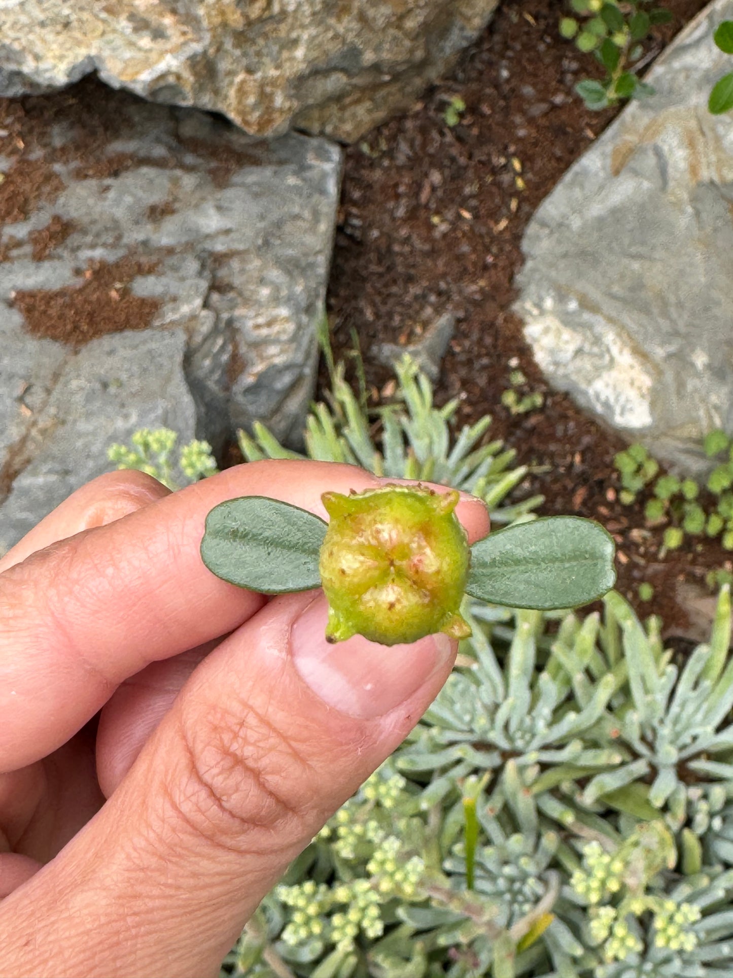 Bigpod Leaf Pendant Necklace
